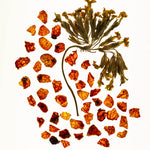 WYLYS Double Rose Luminizer Star Ingredients Calendula Rosehip When You Love Your Skin