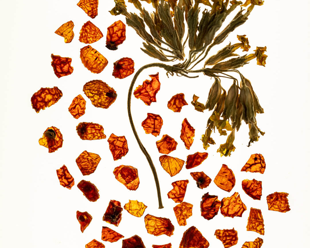 WYLYS Double Rose Luminizer Star Ingredients Calendula Rosehip When You Love Your Skin