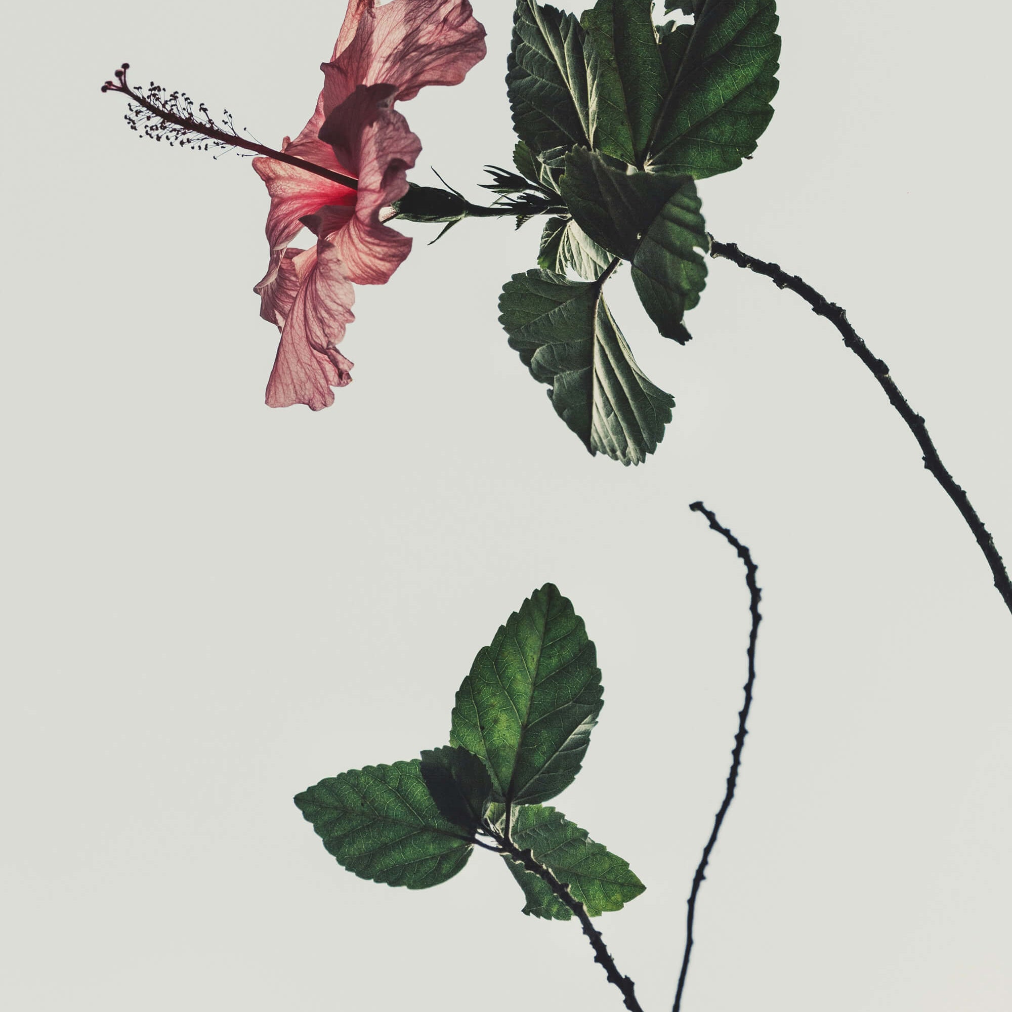  Pink hibiscus flower and green leaves for a blog on French and Korean botanical skincare wisdom.