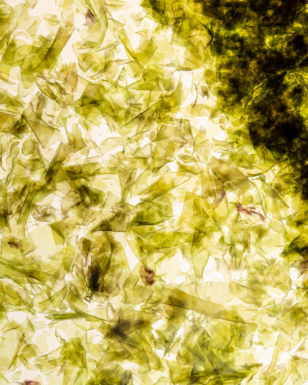 Wylys Nightinol Cream Star Ingredient Blue Green Algae When You Love Your Skin